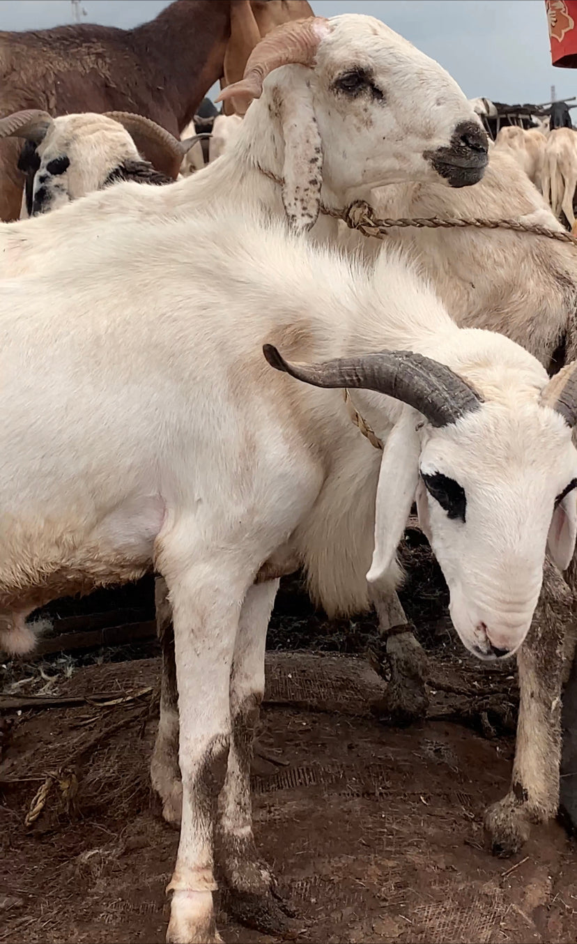 Ram meat