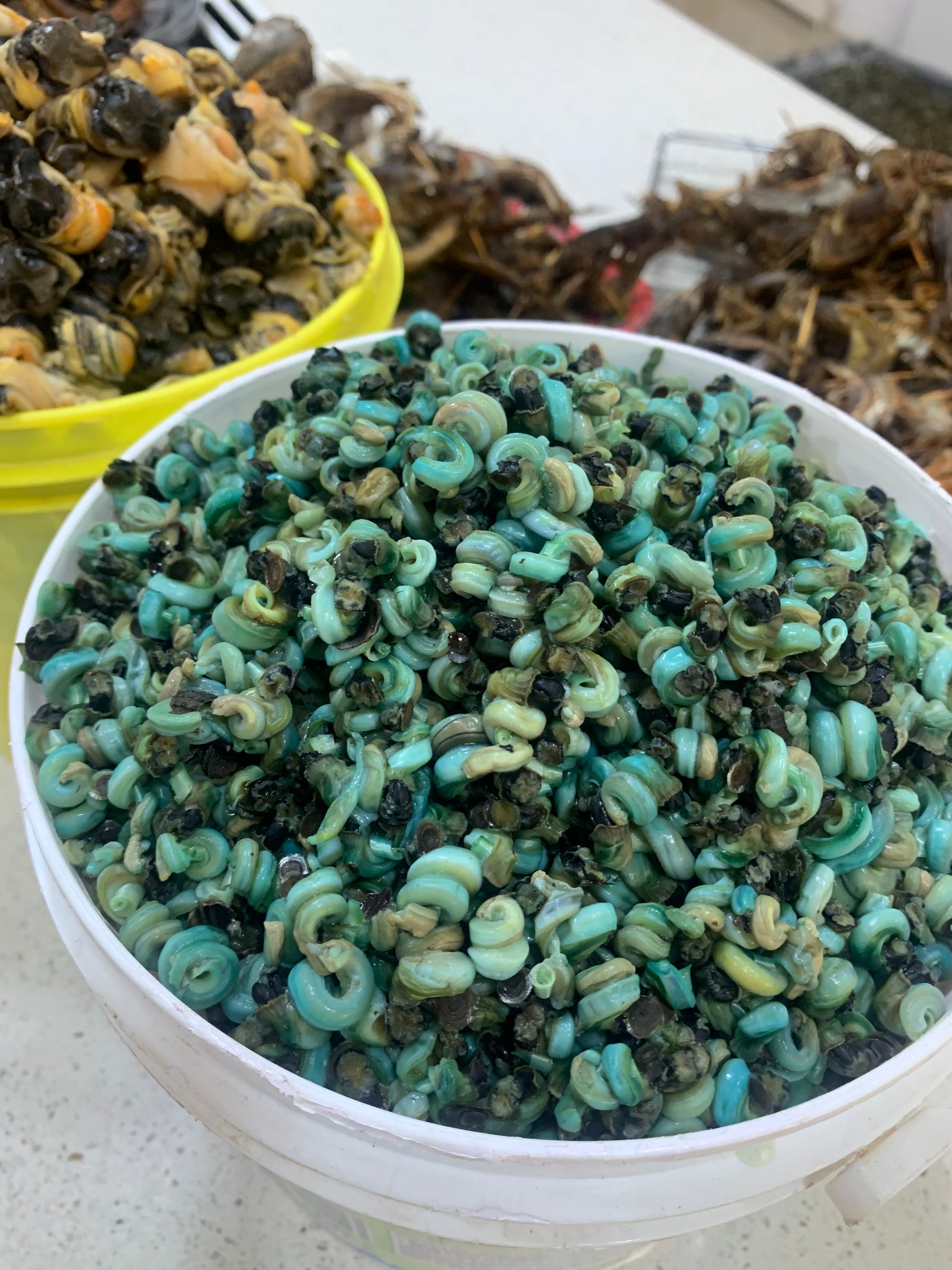 Periwinkle – thefoodcourt.n